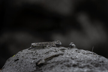 Shoal of the fish on the shore. Alticus monochrus on the mauritian beach. Nature on exotic island. 