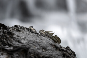 Shoal of the fish on the shore. Alticus monochrus on the mauritian beach. Nature on exotic island. 