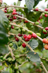 Red arabica kerinci berries on a branch