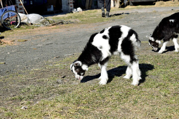 Małe owce pasące się. Kolorowe kozy z matką pasące się na wiosennej trawie.