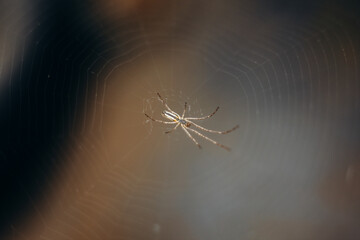 Close up of cobweb with spider