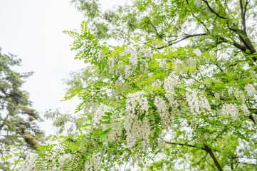 ニセアカシアの白い花