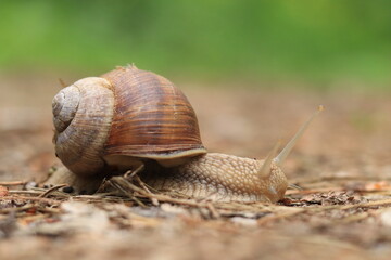 Snail crawls on the ground in the forest, nature.