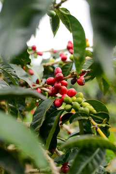 The red arabica kerinci berries on a branch