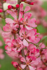Prunus Tenalla or pink dwarf almond flowers. Pink blossom tree on a blurred background. Gardening...