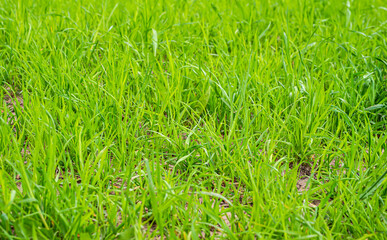 Texture - green grass