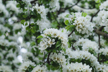 White pear blossom Spring garden in bloom. Natural wallpappers.