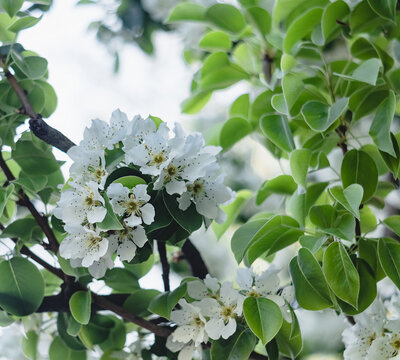 Blooming pear branch in the garden. White pear flowers on a blurred background. Natural wallpappers.