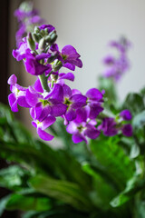 Fototapeta na wymiar purple flowers with green leaves
