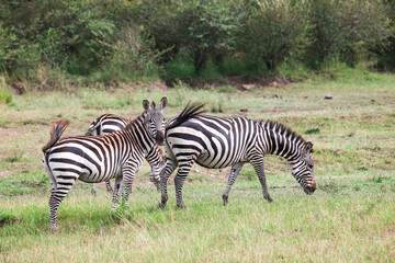 Fototapeta premium Plains zebras