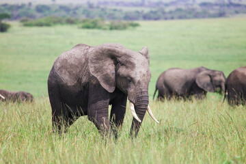 African bush elephant