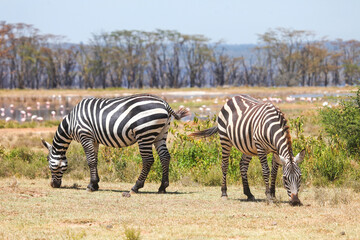 Obraz na płótnie Canvas Plains zebras