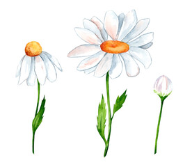 Chamomile watercolor illustration. Wildflowers for wedding invitations and greeting cards. Realistic flower botany