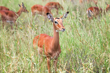 Antelopes impalas
