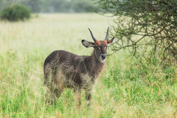 Waterbuck
