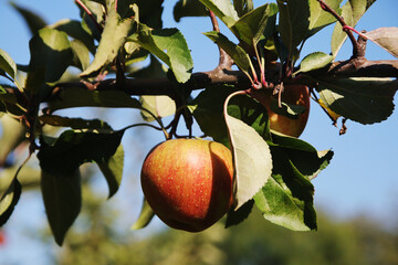 A ripe apple on the tree in autumn season