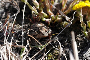 Frog in spring flowers