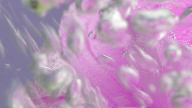 Petals of roses in bubbling water on purple wall background. Stock footage. Close up of blooming part of an opened flower bud.