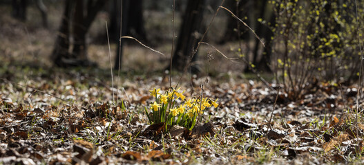 Vårblommor Springflowers daffodil - 504769857