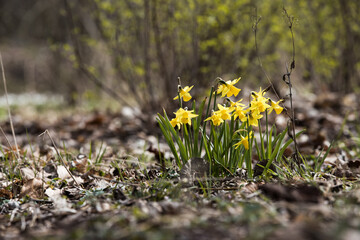 Vårblommor Springflowers daffodil - 504769898