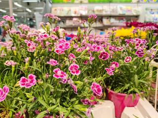 Fototapeta premium Lots of bright flowers, pink carnations in pots. Close-up