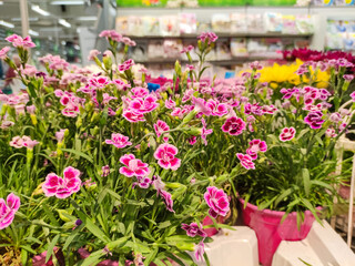Lots of bright flowers, pink carnations in pots. Close-up