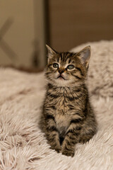 No breed cat named Milka.Noice effect