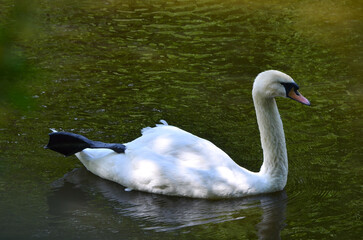 Portrait of white mute swan on the water. Graceful white swan swims on the lake with an outstretched paw. © Mariana