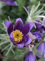 Pulsatilla patens fluffy soft touch colorful flowers closeup