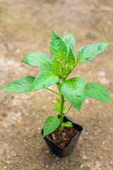 家庭菜園のポット苗　ピーマン