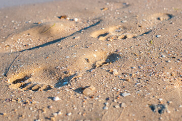 Footprint on a sandy beach on a sunny day
