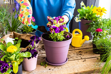 Spring decoration of a home balcony or terrace with flowers, woman transplanting a flowers pansies...