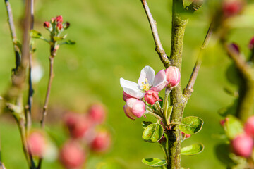 Flowers on the branch of an apple tree in an orchard.