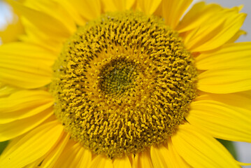 Naklejka premium Fleur de tournesol pollen