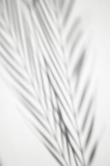 Abstract background of shadows of palm leaves on a white background.