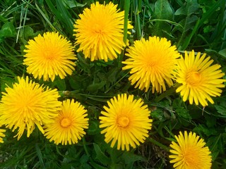 dandelions in the grass