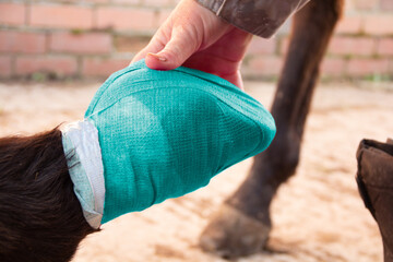 Hand holds horses hoof after bandaging it to protect it after injury, the elasticated bandage...