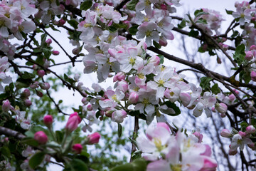 Fototapeta na wymiar white apple blossoms on tree branches in the spring garden - Ukrainian village, war, Ukraine