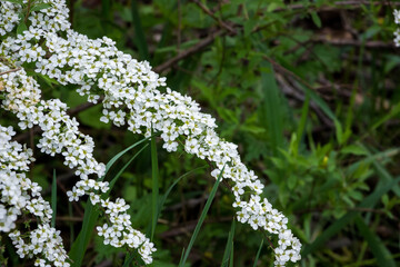  in forest glade small wild flowers beautiful, spring, summer
