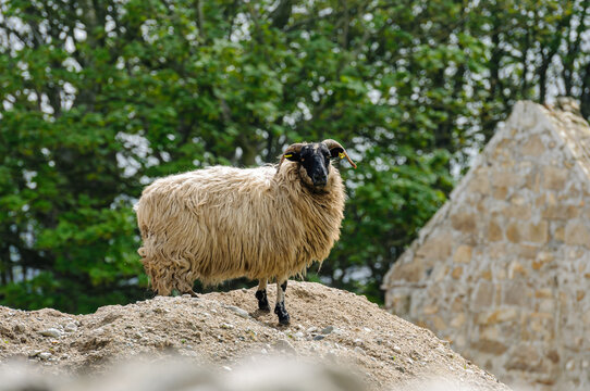 Sheep stands on a large pile of earth.
