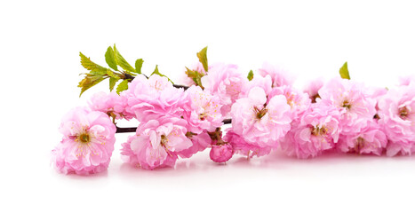 Beautiful pink flowers.