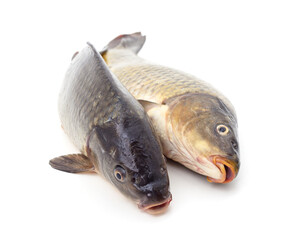 Two big carps.