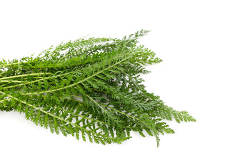 Bunch of green grass.