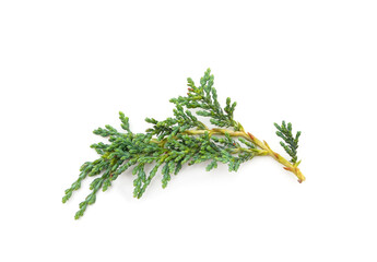 Beautiful green juniper.