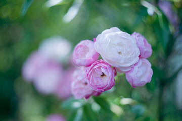 満開のピンク色の美しいバラの花と緑