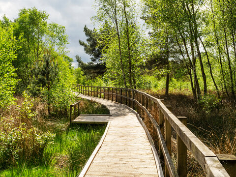 Boardwalk through woods at Skipwith Common, North Yorkshire, England