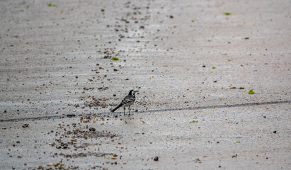 a pied wagtail (Motacilla alba) searching for food on a wet tarmac roadway