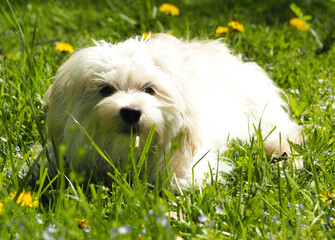 Maltese Bichon puppy laying in the grass