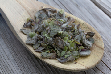 Origanum dictamnus, dittany of Crete tea in wooden spoon on wooden background. Cretan dittany or hop marjoram is a medicinal tea growing wild only in Crete. It is a healing, therapeutic and aromatic