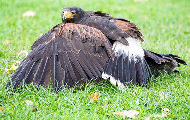 Ein Vogel im Tierpark